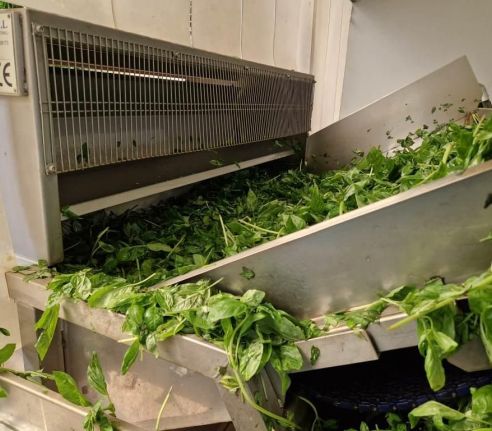 Impianto di lavaggio basilico